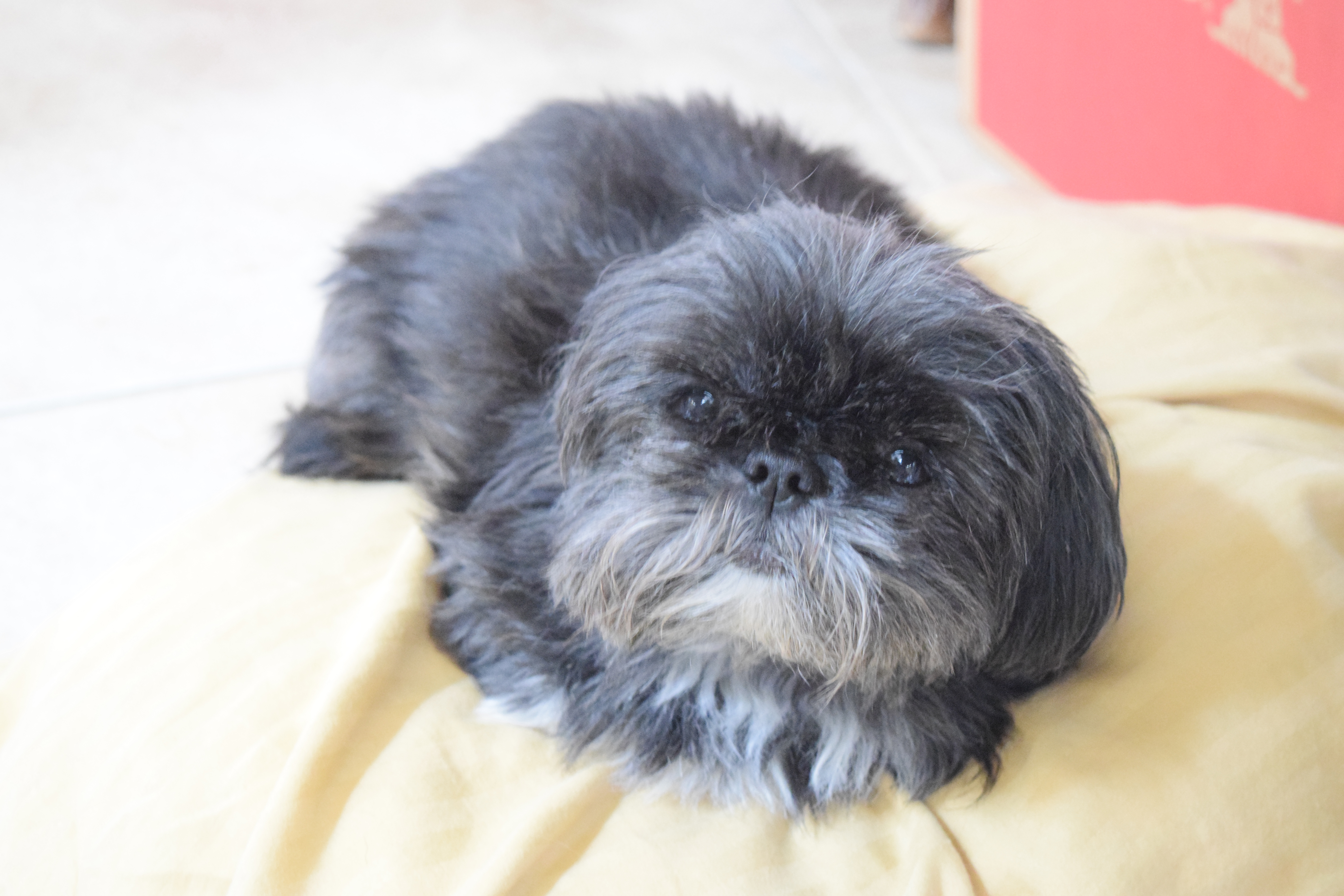 Gaia my peke-tzu